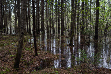 High-water in the forest