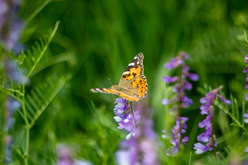 Yellow Painted Butterfly on Spring Flower. Beauty Macro in Meadow Field. Fresh Wildflower Blossom Closeup in Bokeh. Wildlife Flora and Fauna. Detail Butterfly Feeding on Bloom. Floral Harmony in Park.