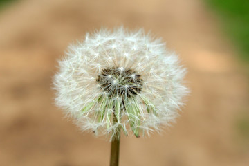 beautiful flower called dandelion on a magical summer day
