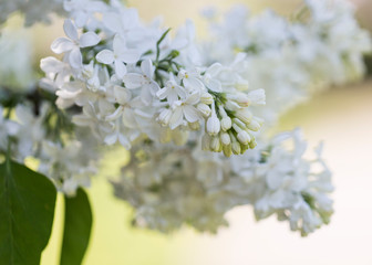 Spring blooming white lilac flowers