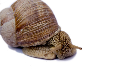snail isolated on white