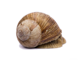 snail isolated on white