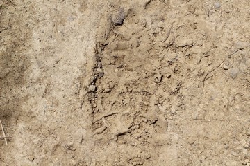 A close view of the dry dirt and the shoe print. 