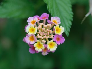 アジサイのつぼみ