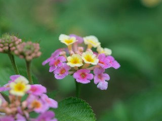 アジサイのつぼみ