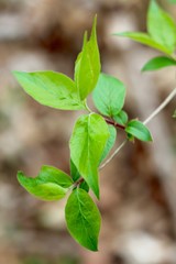 A close view of the green spring leaves on the branch.