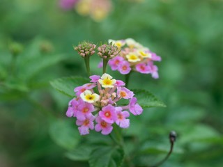 アジサイのつぼみ