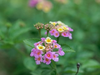 アジサイのつぼみ