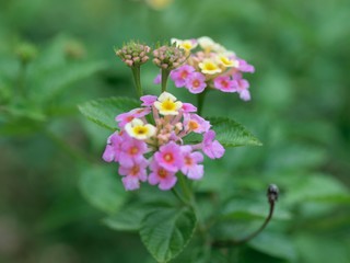 アジサイのつぼみ