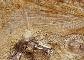 A close view of a freshly cut tree trunk texture.