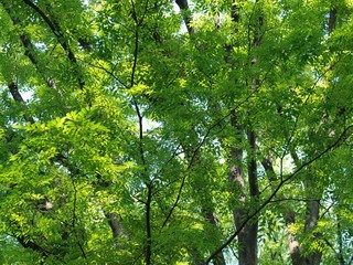 初夏の樹々