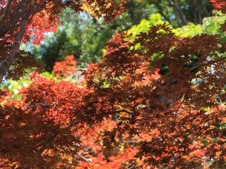 初夏の紅葉