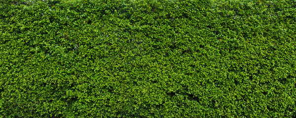 Green leaf hedge wall for background panorame