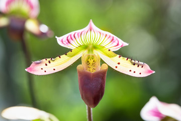 Lady slipper orchid, Paphiopedilum slipper orchid in bloom