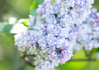 Spring branch of blossoming lilac. Macro. Close-up