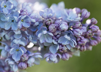 Fototapeta premium Spring branch of blossoming lilac. Macro. Close-up