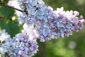 Spring branch of blossoming lilac