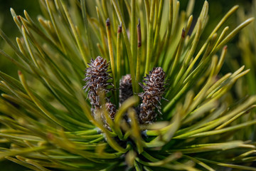 The pine cone boldly defies the thee branch of the evergreen tree with its contrast