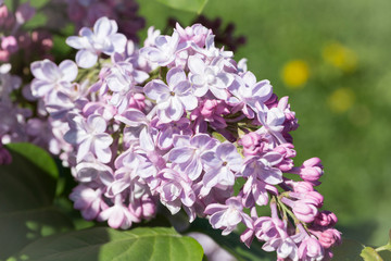 Spring branch of blossoming lilac