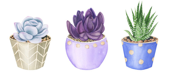 Compositions with Succulents and air-plants in floral pots, watercolor painting. Echeveria watercolor illustration, botanical painting. For design cards and textile.