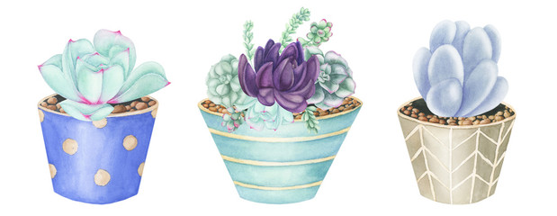 Compositions with Succulents and air-plants in floral pots, watercolor painting. Echeveria watercolor illustration, botanical painting. For design cards and textile.