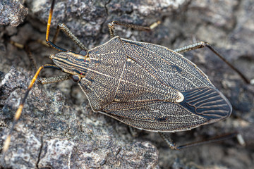 Gumtree sheild bug from the genus Poecilometis, on Eucalyptus bark