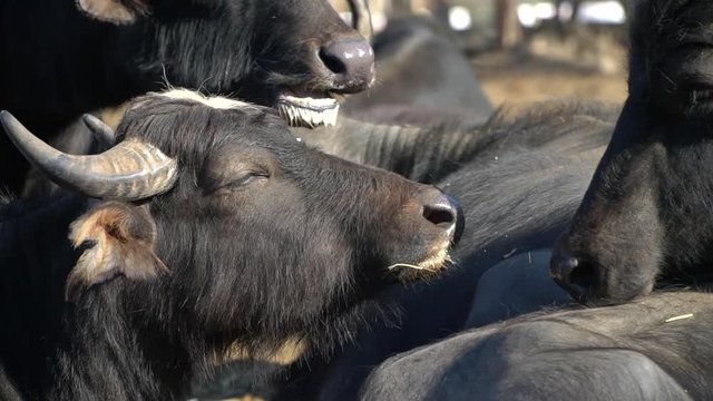 Close up Herd of buffaloes