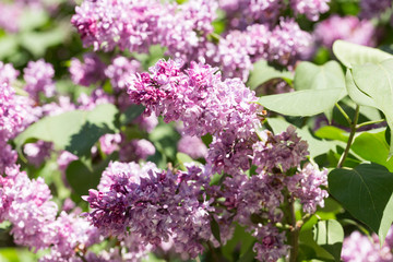 Fototapeta na wymiar Spring branch of blossoming lilac. Soft focus