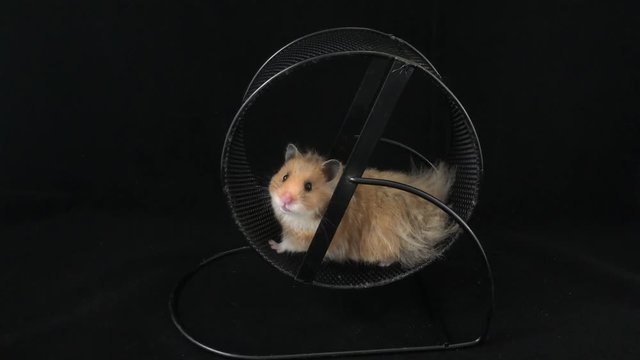 Hamster in a wheel. On a black background. - image