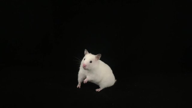 White hamster on a black background. - image