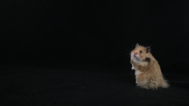 Fluffy hamster on a black background. - image