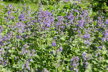 Lavender flowers blooming. Purple field flowers background. Tender lavender flowers.
