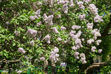 Spring branch of blossoming lilac