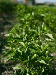 Cultivated vegetable leaf
