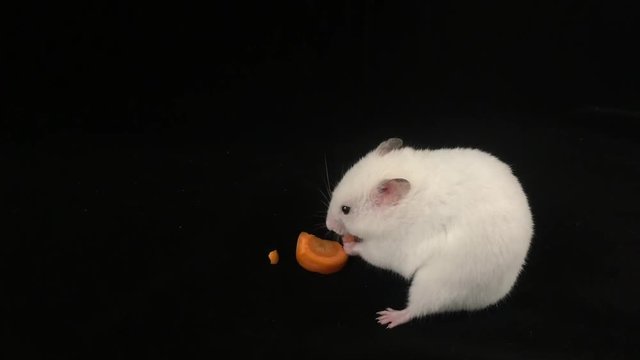 Hamster eat carrots. On a black background. - image