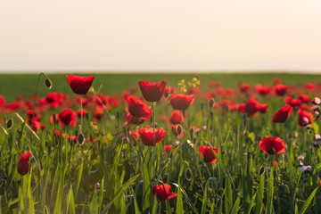 Green field with blooming red poppies