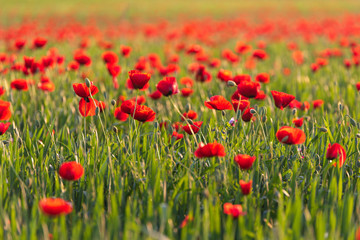 Green field with blooming red poppies