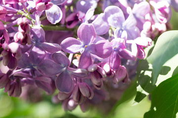 Spring branch of blossoming lilac