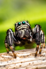 Jumping Spider (Evarcha arcuata)
