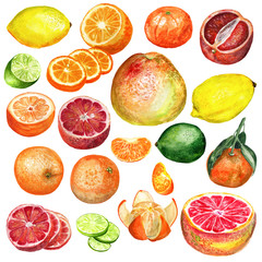 Citrus set watercolor