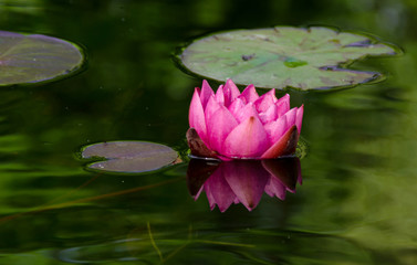 staw © Dorota