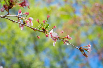 The cherries out of bloom