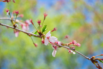 The cherries out of bloom