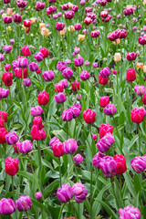 Fototapeta premium Tulips. Beautiful flowers. Tulip Festival in St. Petersburg, Russia