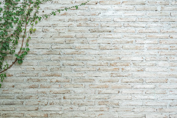 The wall is made of brick and then painted in white. There are creepers on the left wall. This wall is popular in English style. Also known as a vintage style. as background with copy space. - Powered by Adobe