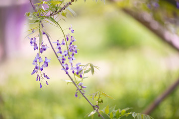 爽やかな香りを放つ藤の花