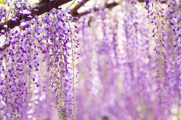 爽やかな香りを放つ藤の花
