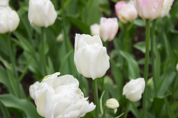 Tulips. Beautiful flowers. Tulip Festival in St. Petersburg, Russia