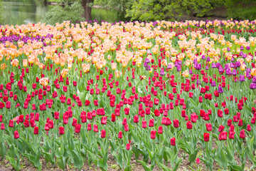 Tulips. Beautiful flowers. Tulip Festival in St. Petersburg, Russia