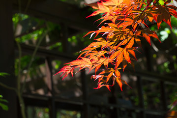 Outdoor spring, red leaves of red maple close-up, nobody，Acer palmatum 'Atropurpureum'